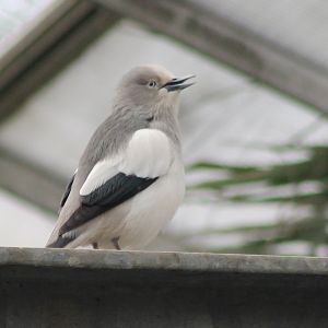 White-shouldered starling