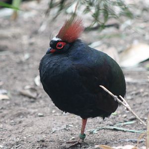 Crested wood-patridge