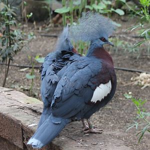 Red-breasted crowned pigeons