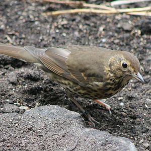 Song thrush