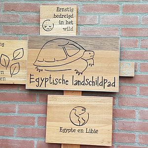 Signs Egyptian tortoise