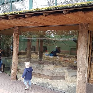 Chinpanzee-indoor enclosure