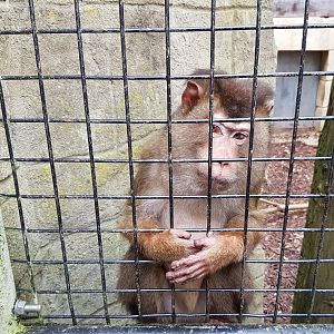 Sunda pig-tailed macaque