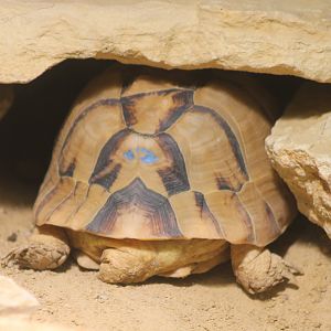 Egyptian tortoise - back-side