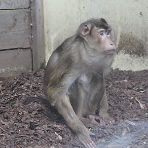 Sunda pig-tailed macaque