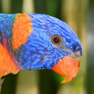 Red-collared lorikeet
