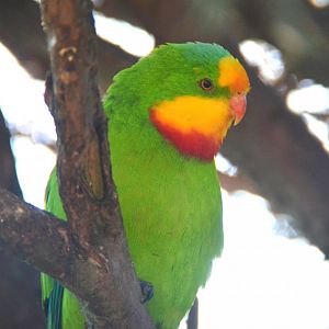 Superb parrot