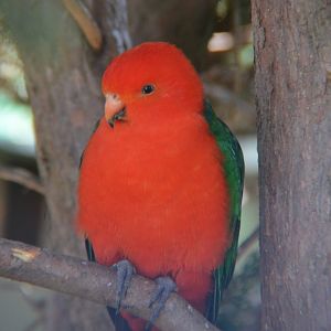 King parrot