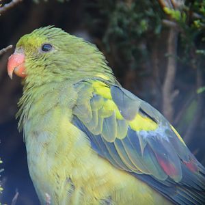 Regent parrot -- female