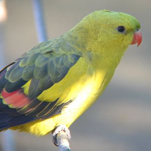 Regent parrot -- male