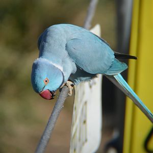 Blue Ringneck parrot