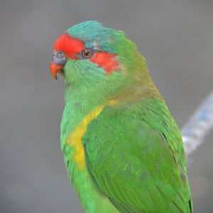Musk lorikeet