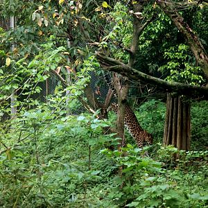 Leopard jump off the tree
