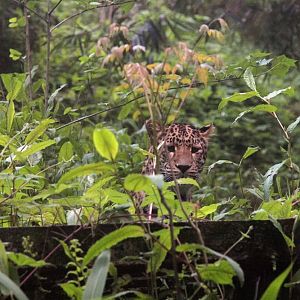 Leopard peeps from the thickets