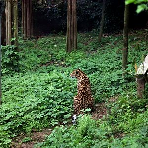 Leopard sitting in the trail