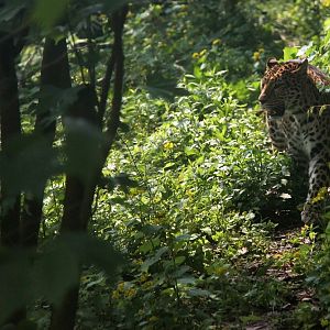 Leopard walking along the trail