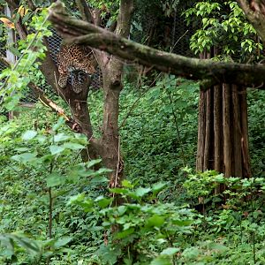 Leopard in the tree