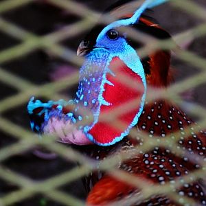 Temminck's tragopan courtship display