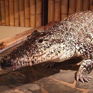 Cuban crocodile