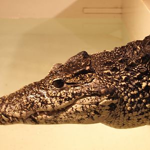 American alligator