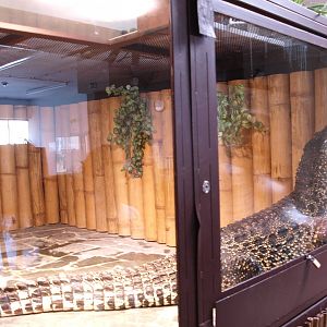 Cuban crocodile attempting an escape