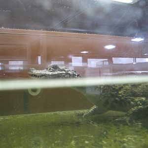 Chinese alligator