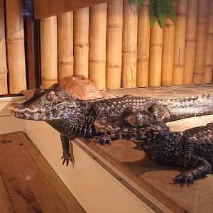 Cuvier's dwarf cayman