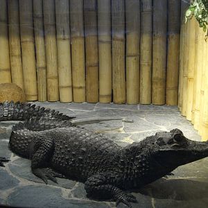 Dwarf crocodile - Osteolaemus tetraspis