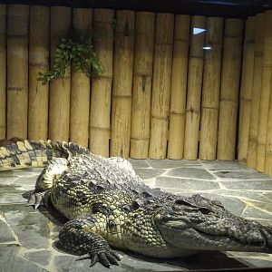 Nile crocodile