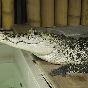 Morelet's crocodile