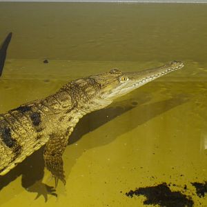 Freshwater crocodile