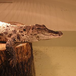 Siamese crocodile