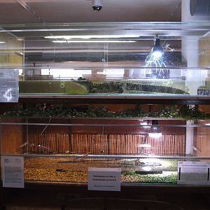 Tanks for Chinese alligator and young Cayman species