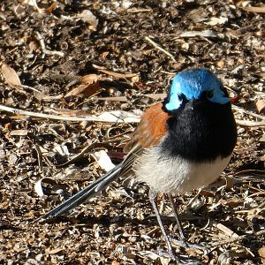 Red-winged Fairywren (Malurus elegans)