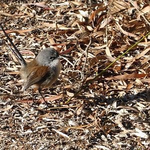 Red-winged Fairywren (Malurus elegans)