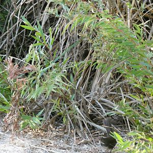 Noisy Scrub-bird (Atrichornis clamosus)