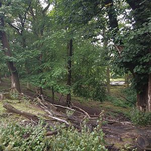 Red Deer Hillside Paddock