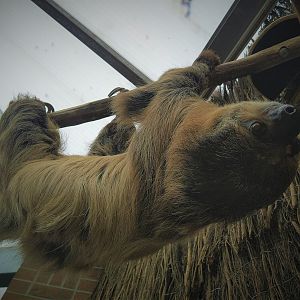Linnaeus' Two-toed Sloth