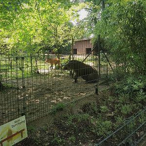 Tapir and Maned Wolf
