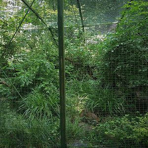 Jaguarundi Cage