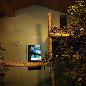 Clouded Leopard Indoors