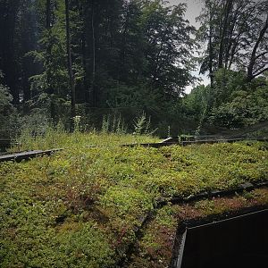 Clouded Leopard Complex Roof