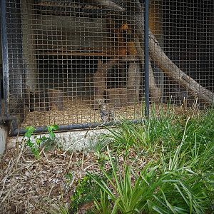 Tigrina Outdoor Exhibit