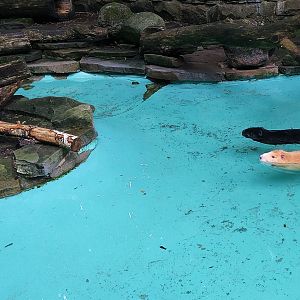 Coypu Pool