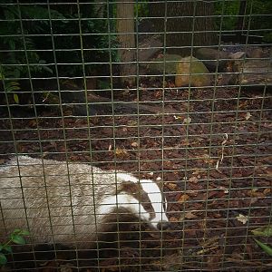 European Badger