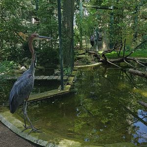 Goliath Heron