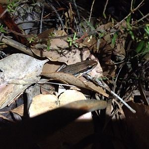 Slender Tree Frog (Litoria adelaidensis)