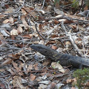 Heath Monitor (Varanus rosenbergi)