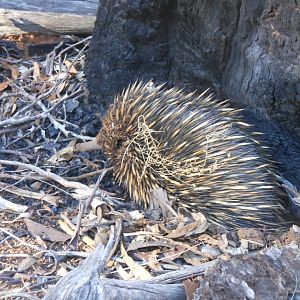 Short-beaked Echidna (Tachyglossus aculeatus)