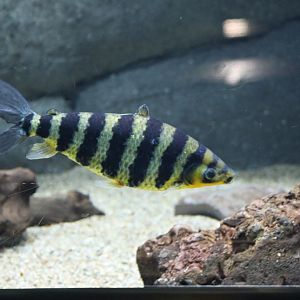 Banded Leporinus